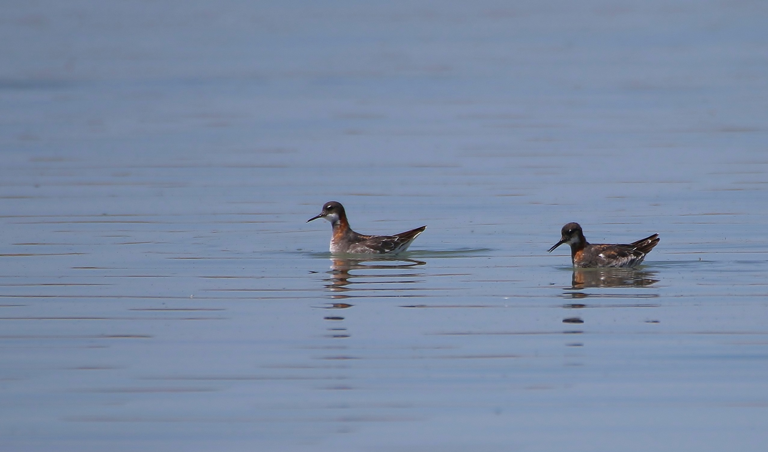 Red-necked Phalarope